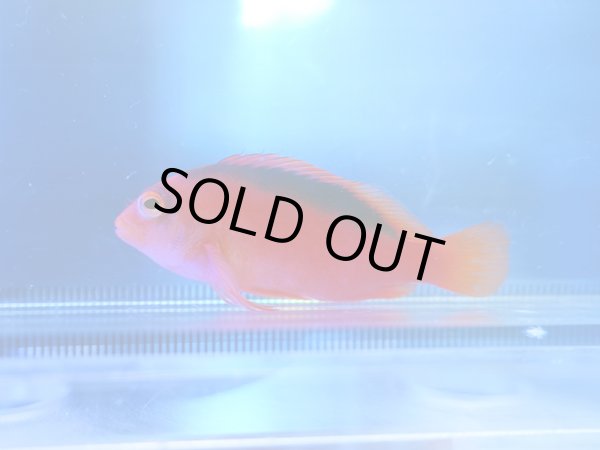 画像1: ベニゴンベ（タヒチ）01