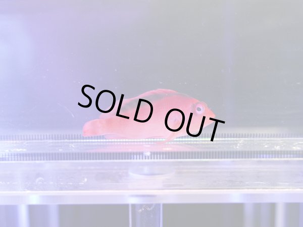 画像1: ベニゴンベ（タヒチ）02