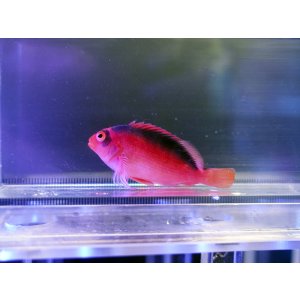 画像: ベニゴンベ（タヒチ）03