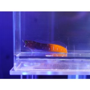 画像: フタイロカエルウオ