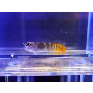 画像: 【特価】ガルフブレニー（オマーン）