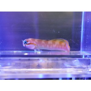 画像: ハナダイギンポ　イエロー