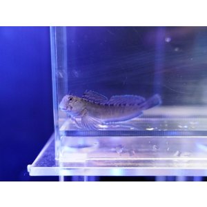 画像: カエルウオ（近海）