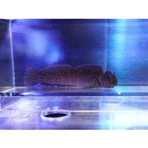 画像: カエルウオ（近海）
