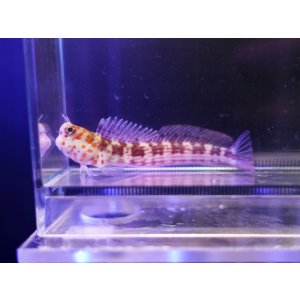 画像: モンツキカエルウオレッドスポットsp.（ラインタイプ）