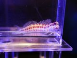 画像: モンツキカエルウオレッドスポット（スポットタイプ）