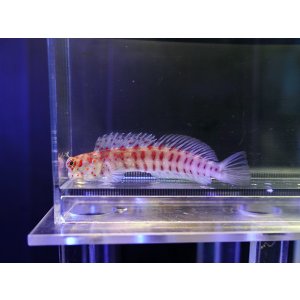 画像: モンツキカエルウオレッドスポット