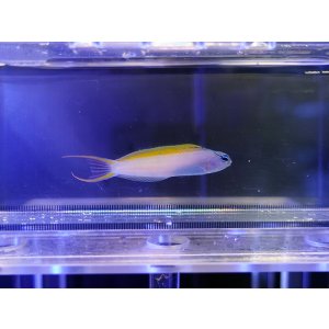 画像: オウゴンニジギンポ