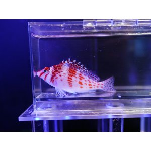 画像: サラサゴンベ