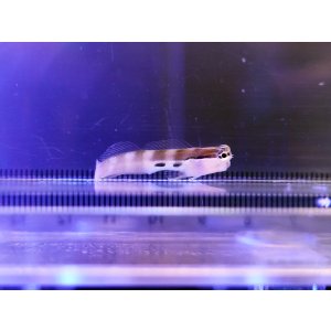 画像: ツースポットブレニー