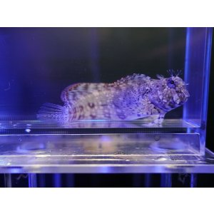 画像: ヤエヤマギンポ