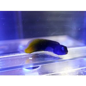 画像: イエローテールブレニー