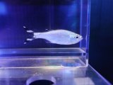 画像: ギンユゴイ（近海）