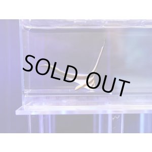 画像: 【特価】ジャックナイフフィッシュS