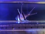 画像: プテラポゴンカウデルニー