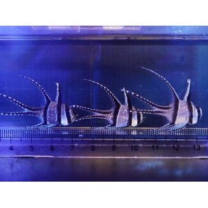 画像: 【特価】プテラポゴンカウデルニー3匹セット