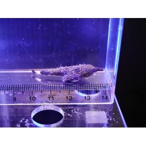 画像: ポルカドットバットフィッシュS