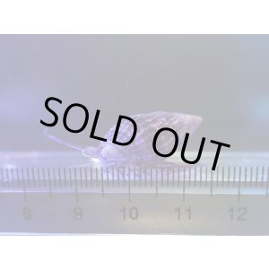 画像: ムシロガイ