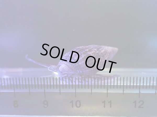 画像1: ムシロガイ