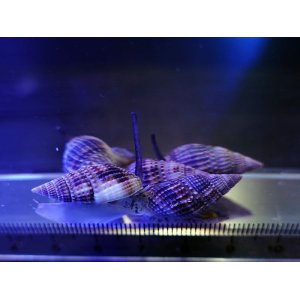 画像: 【特価】ムシロガイ5匹セット