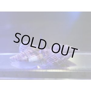 画像: 【特価】ムシロガイ5匹セット