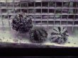 画像2: シラヒゲウニ