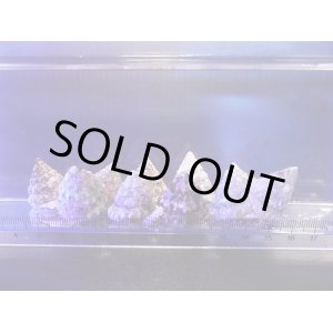 画像: 【特価】ターボスネール10匹セット