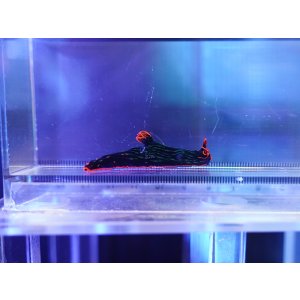 画像: アカフチリュウグウウミウシ