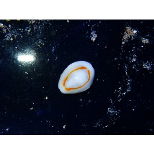 画像: ハナビラタカラガイ