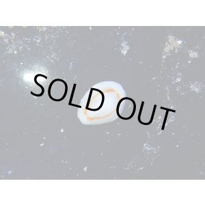 画像: 【特価】ハナビラタカラガイ5匹セット