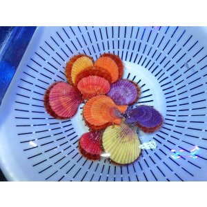 画像: ヒオウギガイ　オレンジ/レッド