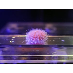 画像: ピンクシーアーチン（スリランカ）