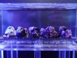 画像: 【特価】シッタカガイ10匹セット