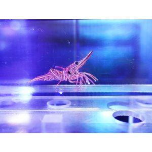 画像: キャメルシュリンプ