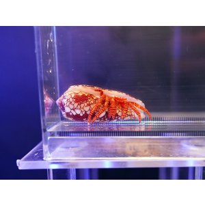 画像: ベニワモンヤドカリ