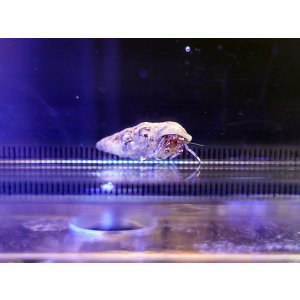 画像: ブルーレッグハーミットクラブ