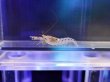 画像3: オドリハゼ+ブドウテッポウエビセット02