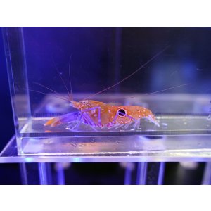 画像: ヒノマルテッポウエビ