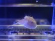 画像1: アメリカカブトガニ