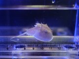 画像: アメリカカブトガニ