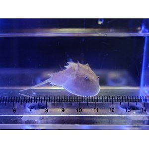 画像: アメリカカブトガニ