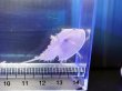画像2: アメリカカブトガニ