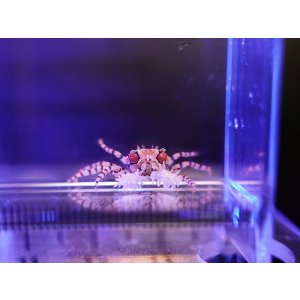 画像: キンチャクガニ