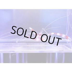 画像: オトヒメエビ