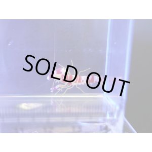 画像: ランドールピストルシュリンプ