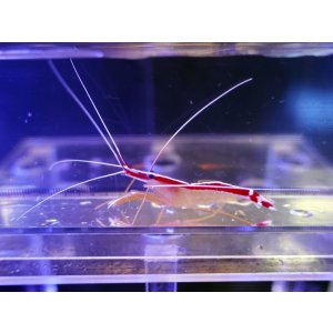 画像: スカンクシュリンプL