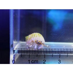 画像: シロサンゴヤドカリ