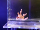 画像: 【6月限定特価】スタッグホーンハーミットクラブ01
