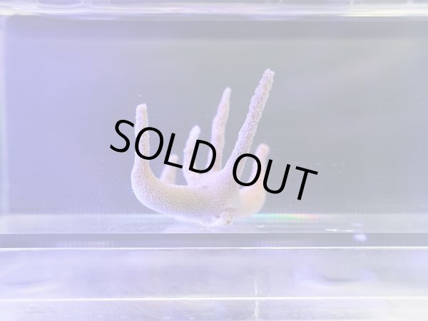 画像1: スタッグホーンハーミットクラブ02