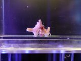 画像: 【6月限定特価】スタッグホーンハーミットクラブ03